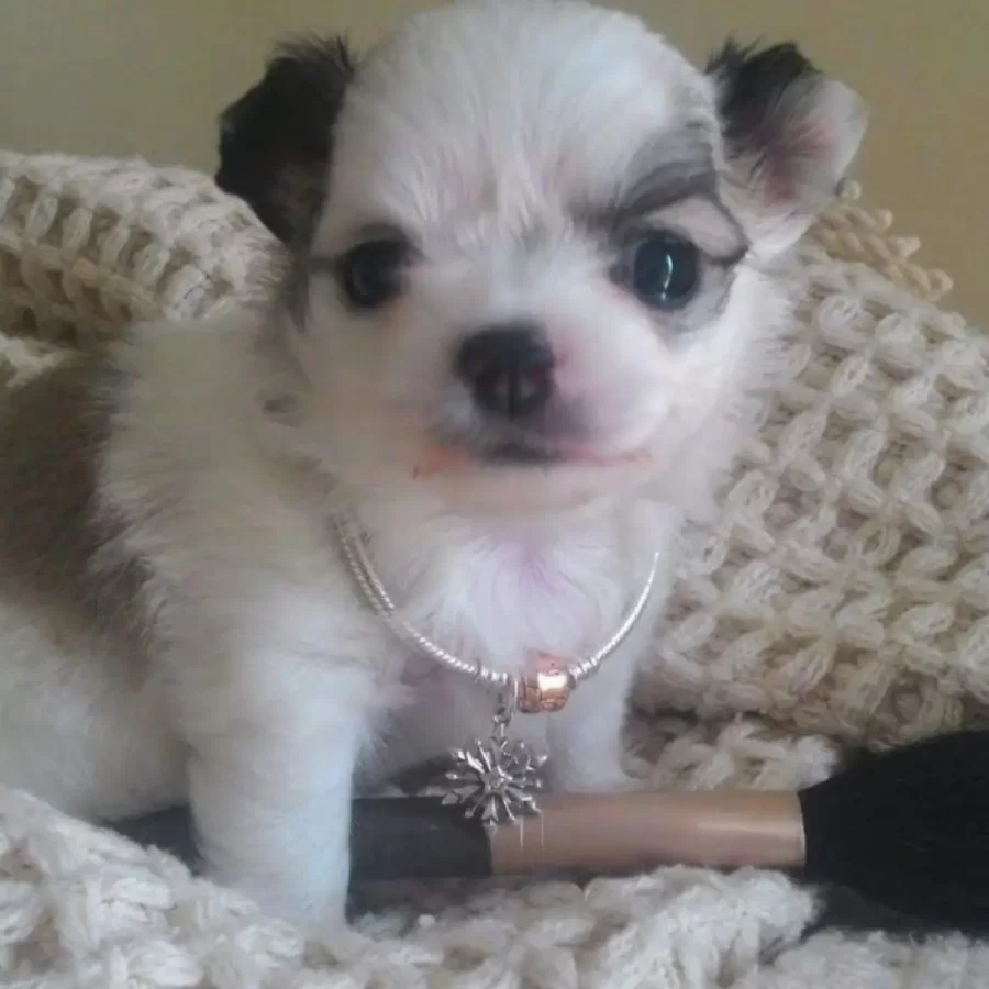 chihuascute_cachorro_chihuahua_femea_branco-creme_pandora-filhote_02 1200x1200