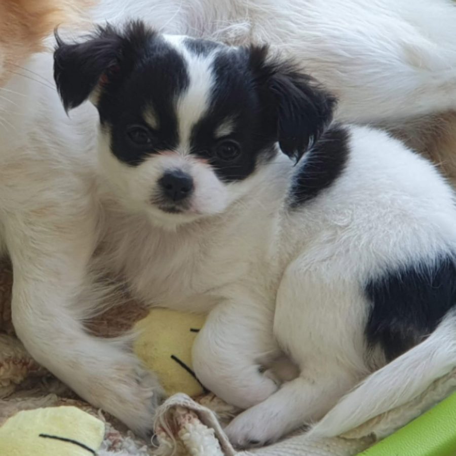 chihuascute_cachorro_chihuahua_femea_branco-preto_megan-11