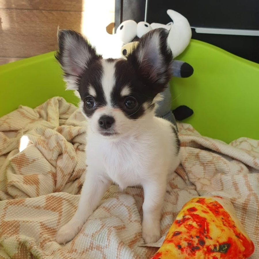 chihuascute_cachorro_chihuahua_femea_branco-preto_megan-13