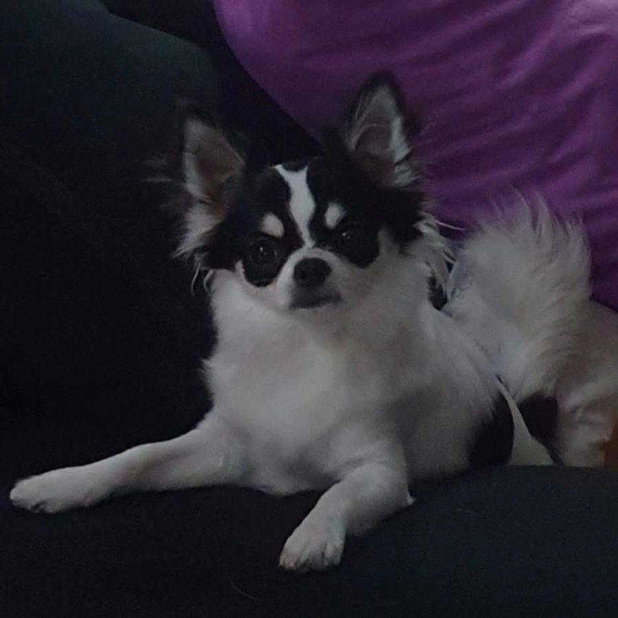 chihuascute_cachorro_chihuahua_femea_branco-preto_megan-15