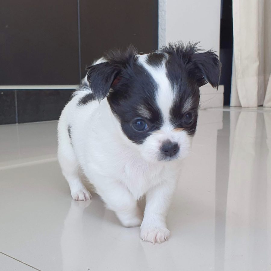 chihuascute_cachorro_chihuahua_femea_branco-preto_megan-22