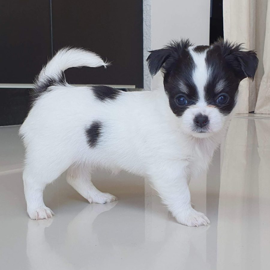 chihuascute_cachorro_chihuahua_femea_branco-preto_megan-23