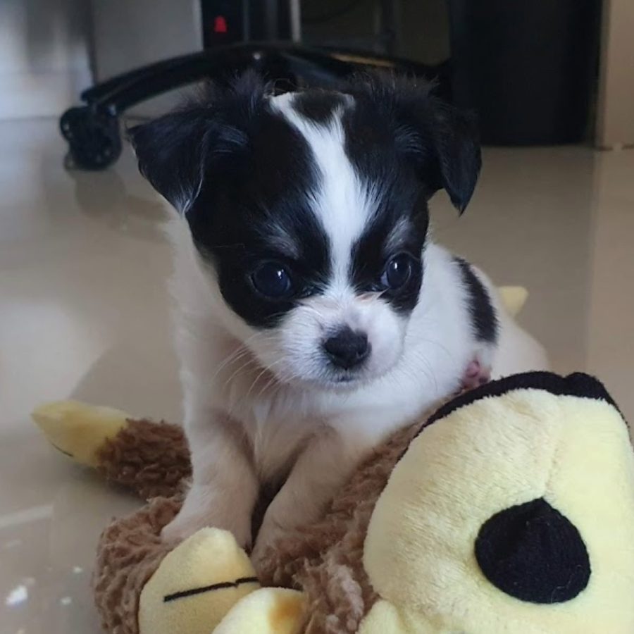 chihuascute_cachorro_chihuahua_femea_branco-preto_megan-24