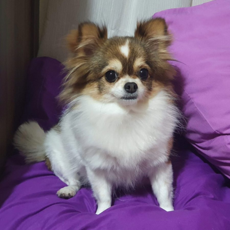 chihuascute_cachorro_chihuahua_femea_particolor_ametista-04