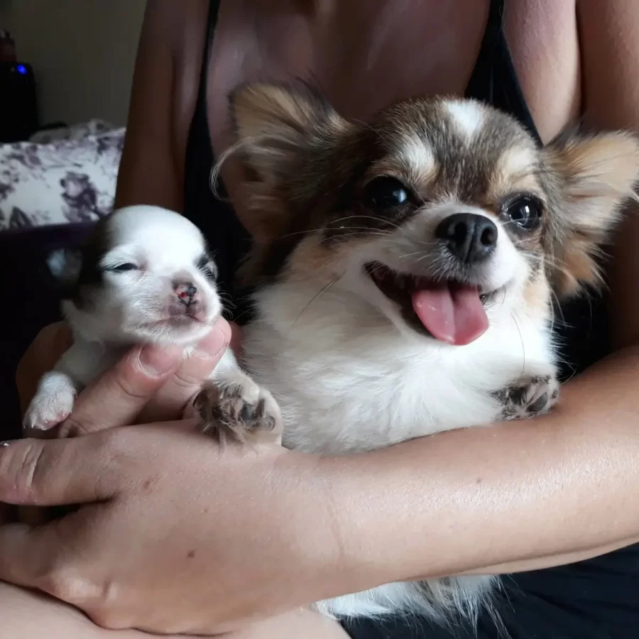 chihuascute_cachorro_chihuahua_femea_particolor_filhote-e-sua-tutora-Bruna_01