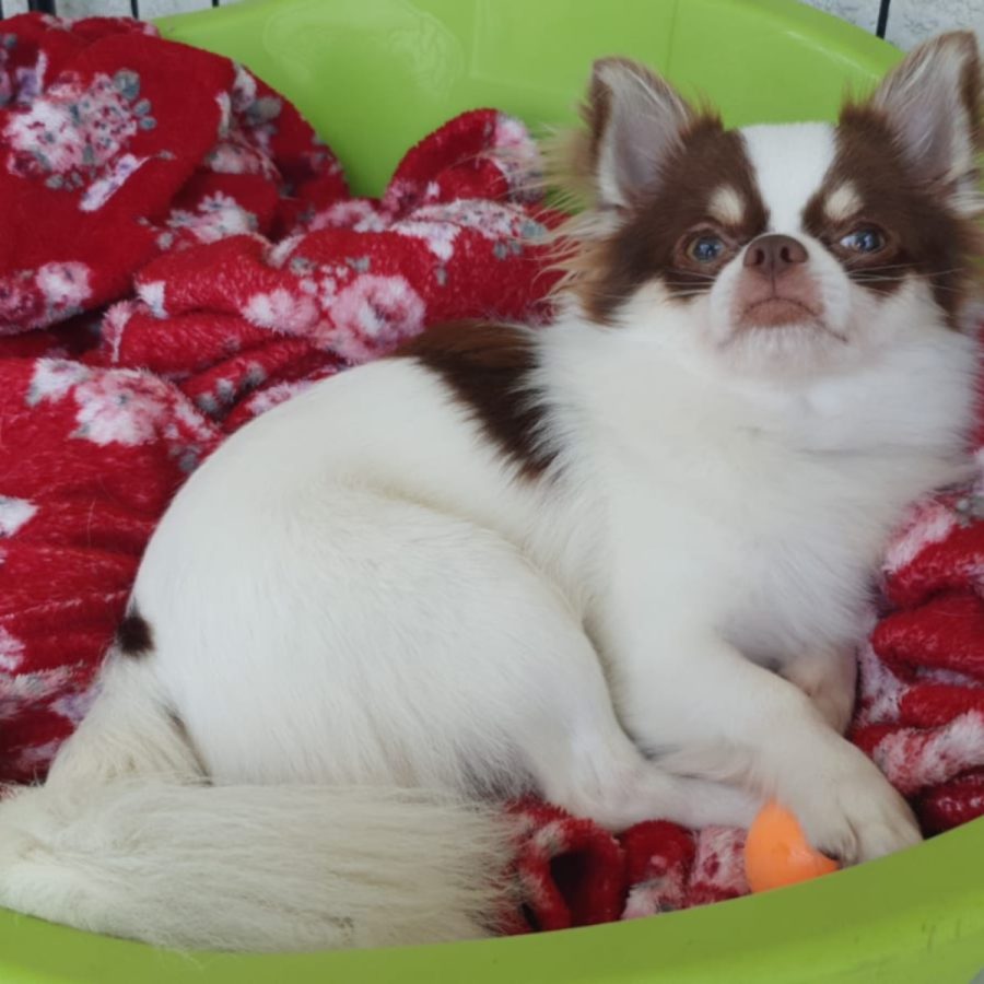 chihuascute_cachorro_chihuahua_macho_branco e castanho_Viego-01