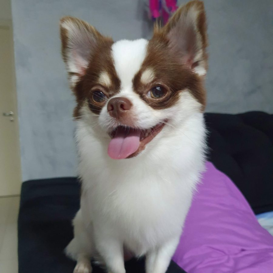 chihuascute_cachorro_chihuahua_macho_branco e castanho_Viego-05