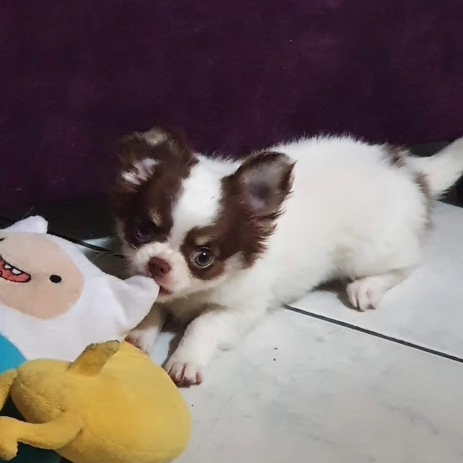 chihuascute_cachorro_chihuahua_macho_branco e castanho_Viego-06