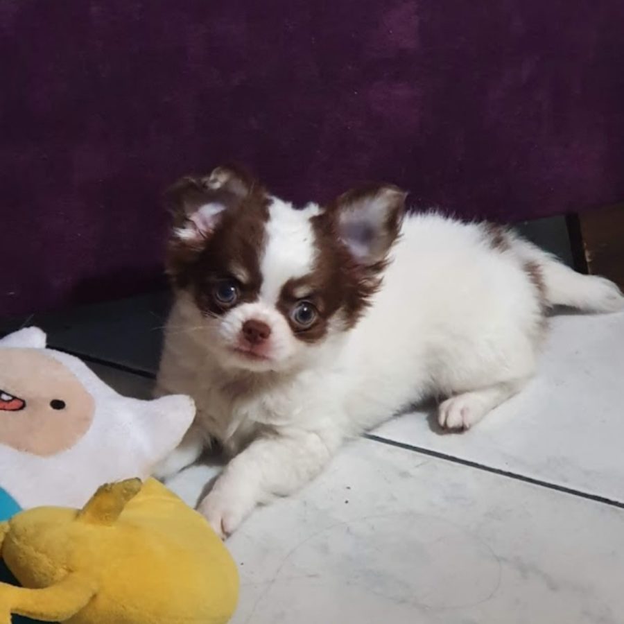 chihuascute_cachorro_chihuahua_macho_branco e castanho_Viego-07