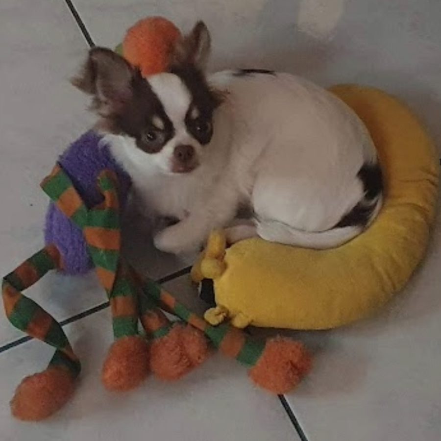 chihuascute_cachorro_chihuahua_macho_branco e castanho_Viego-13