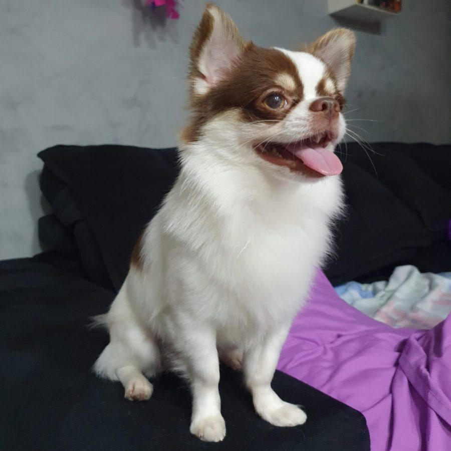 chihuascute_cachorro_chihuahua_macho_branco e castanho_Viego-15