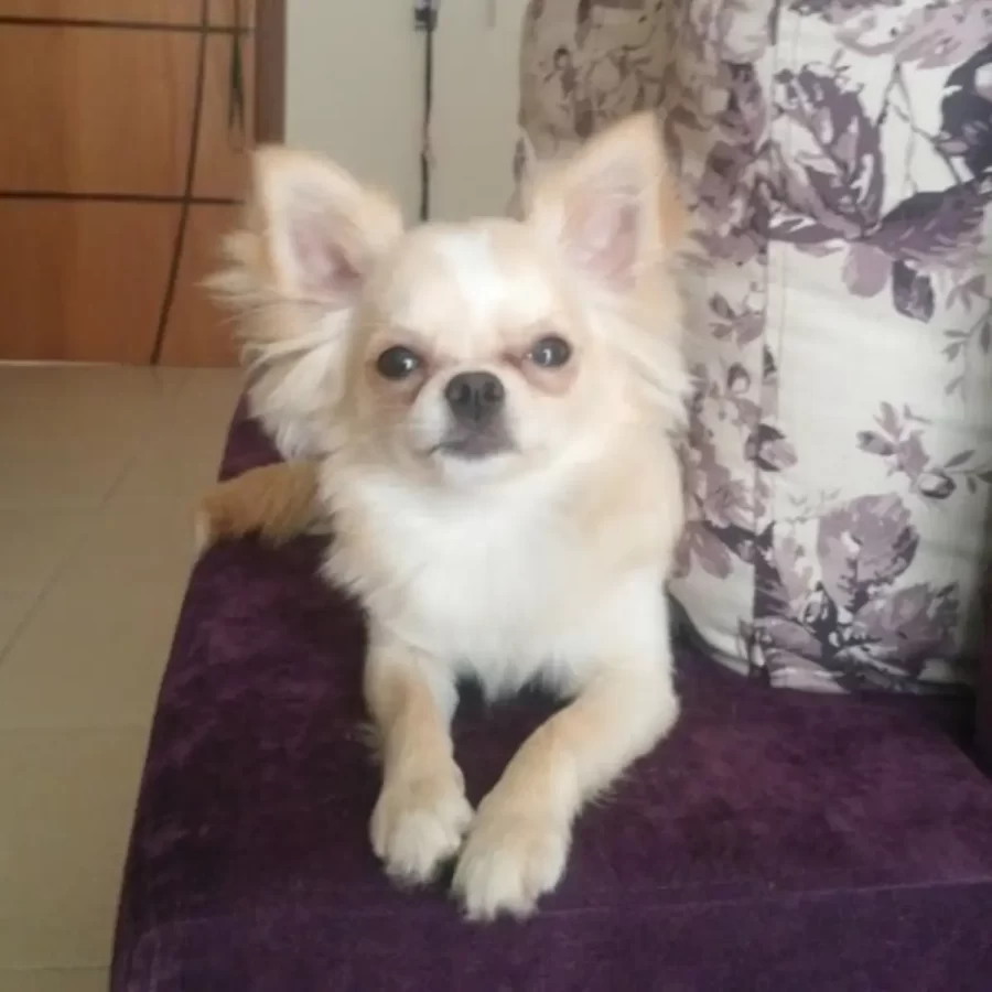 chihuascute_cachorro_chihuahua_macho_creme_Charlie-03 1200x1200